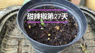 新一轮播种第27天  （6类种子生长记录）