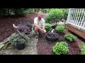 container planting purple pixie weeping loropetalum all about loropetalum