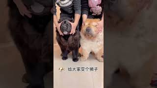 Gấu Chó Cute🐶：来给大家变个狮子🦁️松狮