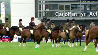 Merlod Cymreig Cob tan gyfrwy | Welsh Ponies Cob Type - ridden