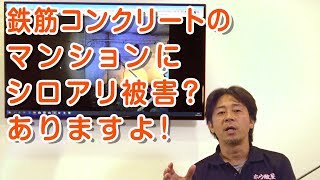 第79回 ボロンde学校 「今年のシロアリ被害調査現場から」（ダイジェスト）