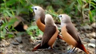 Burung Peking Emprit Haji Isian Perkutut Dan Kenari Milik Om Rendra