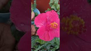 गुलाबी गुलहड़ को Like जरुर करे#shorts Pink hibiscus flower plant.