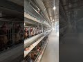 A Look Inside a Commercial Egg Laying Hen Cage - RETECH Farming #chickencage #poultryequipment