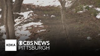 Texas man arrested for allegedly exposing himself to multiple women at Pittsburgh park