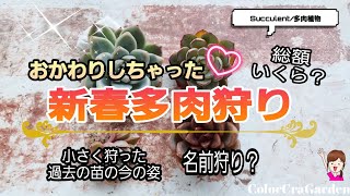 【多肉植物】2022🌵新春多肉狩り🌵/おかわり💕/全17品種の総額いくら？/過去に狩った苗の成長