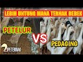 lebih untung mana ternak bebek petelur atau bebek pedaging