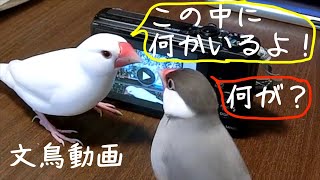 カメラを見て壊れる文鳥？　文鳥動画