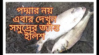 সমুদ্রের জ্যান্ত ইলিশ।। RJ Invention