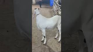 Beautiful Sojat Goat