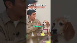 #杜江介紹珍珠的新生活 近日，杜江和霍思燕收養實驗犬“珍珠”，引發廣泛關注。杜江在接受采訪時介紹了珍珠的新生活。杜江表示，最近珍珠每天晚上都要和他睡，反復要求上床，貼在他的肩膀上。珍珠非常喜歡