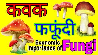 कवक क्या है | कवक के लक्षण, नाम और संरचना | कवकों का आर्थिक महत्व | Economic importance of Fungi