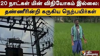 20 நாட்கள் மின் விநியோகம் இல்லை: தண்ணீரின்றி கருகிய நெற்பயிர்கள்: விவசாயிகள் வேதனை | PTT