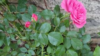 Climbing  rose Rosarium Utersen by Kordes.