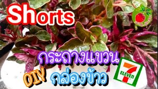 shorts ต้นเกล็ดทับทิม ในกระถางแขวน diy จากกล่องพลาสติกอาหารร้านเซเว่น/ปุ้ย เล่าสู่อู้กำเมือง