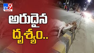 ఆవుదూడ ఆకలి తీర్చిన శునకం.. సోషల్ మీడియాలో వైరల్‌గా మారిన దృశ్యాలు..! - TV9