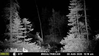 New Brunswick Moose Cow August 8th 2020 1219 AM