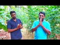 முள்முருக்கு தோட்டம் மூலம் அதிக வருமானம் உழைக்கும் யாழ்ப்பாண விவசாயி erythrina veriegata farming