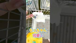 インコのカキカキは神