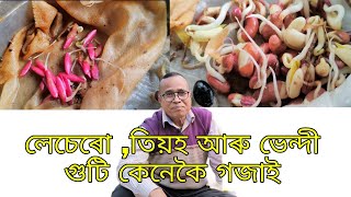 লেচেৰা ,‌তিয়হ  আৰু ভেন্দী গুটি কেনেকৈ গজাই ( সঠিক কৌশল)| (The correct way)