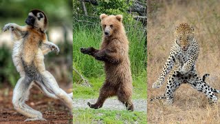 Животные Танцуют | [Смешные Животные] | Приколы | Подборка