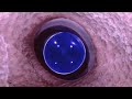 25 Otherworldly Deep Ocean Creatures Found by ROVs in Indonesia | MEGA Countdown Chill Trippy Music