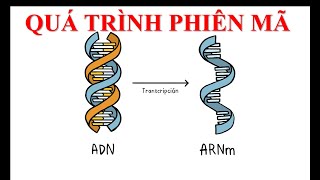 Phiên mã (Tổng hợp ARN)