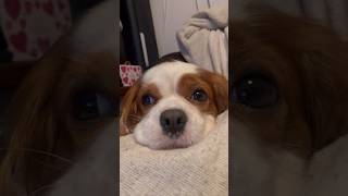 キャバリア犬の眠りにつく顔が見ているだけで癒される… #shorts