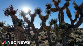 After fires destroyed millions of Joshua Trees, a new seed of hope
