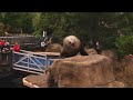 tag steller sealions at the vancouver aquarium