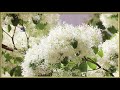 🌸이팝나무꽃 chinese fringe tree flower 流蘇樹 영원한 사랑 2021 505🌸