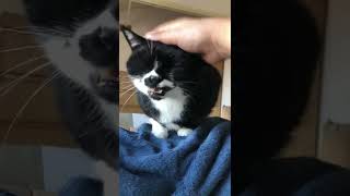 猫動画tuxedo-cat😸起こしに来てくれたざきおくん【#Shorts】白黒猫