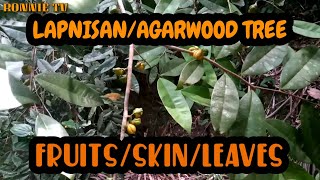 LAPNISAN/AGARWOOD TREE  SKIN, FRUITS \u0026 LEAVE