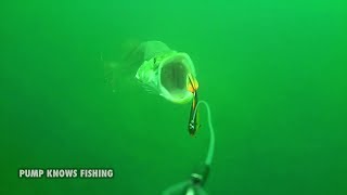 LiveTarget Golden Shiner Swimbait - Pike Fishing Underwater Footage