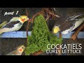 Cockatiels and Curly Lettuce Part 1