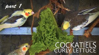 Cockatiels and Curly Lettuce Part 1