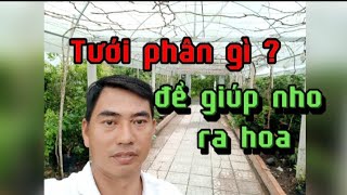 Sau Khi Cắt Cành Nho Sữa Xong Mình Phải Làm Gì ?. (Vườn Nho Hoàng Nam).