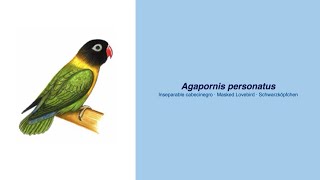 Video Encyclopedia of Parrot Species - #158 Agapornis personatus