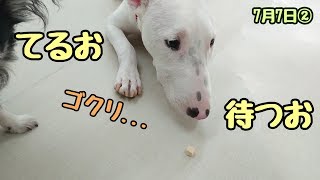 てるお、待つお。 【ひみつきちなう！②】2018年7月7日