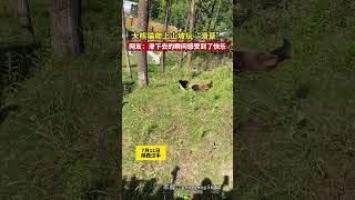 大熊猫爬上山坡玩滑草网友滑下去的瞬间感受…… @中文热点信息 #新闻 #时政 #政治 #中国 #民生 #情感 #正能量 #社会问题 #政府 #政策 #分析