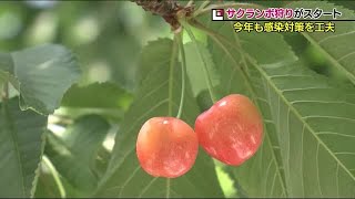 フルーツ王国のシーズン到来　サクランボ狩りがスタート…感染対策も＜福島市＞ (21/06/05 20:40)