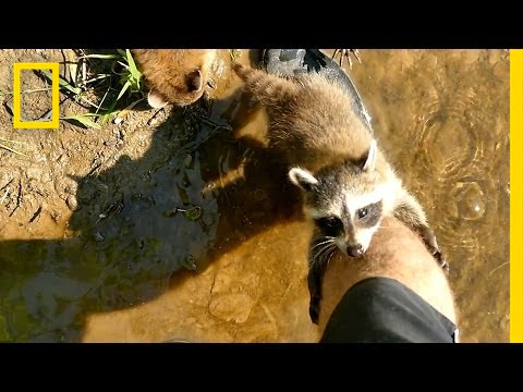 Adorable Raccoon Babies Make Human Friend | National Geographic Adorable Raccoon Babies Make Human Friend | National Geographic