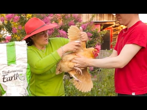 Cure mites & ticks on your chickens naturally. Cure mites & ticks on your chickens naturally.