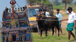 இன்று தென்னலுர் மாரியம்மன் தரிசனம் 🔥🙏|| jallikattu || jallikattu video