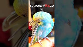 インコちゃんが怒ること㉛