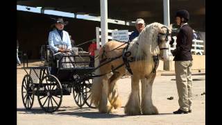 Paarden foto's+gedichten. WeLoveHorses. (1)