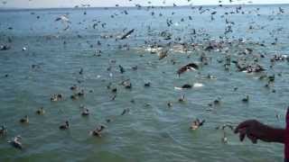 Pelicans and Sea Lions feeding frenzy Capitola Wharf