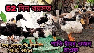 52 দিনত পাতি হাঁহৰ ওজন চাওক। Nagaon Local hahor farm| Assam duck farm| Assam local Pati hah farm