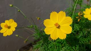 How to Grow and Care Cosmos Plant || Winter Flowering Plant || Fun Gardening || 12 Nov, 2017