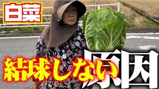 【これでうまくいきました】巻かないと諦めかけた白菜が結球しました。